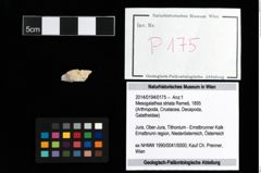 Foto (Objekt + Etikett) von Mesogalathea striata (Remeš, 1895)  (NHMW-GEO-2014-0194-0175)